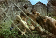 Obóz NKI Bukowo Morskie 1977