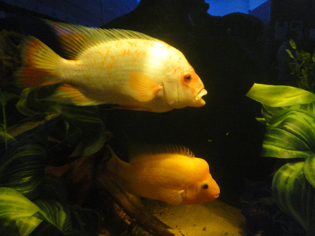 Oceanarium 11