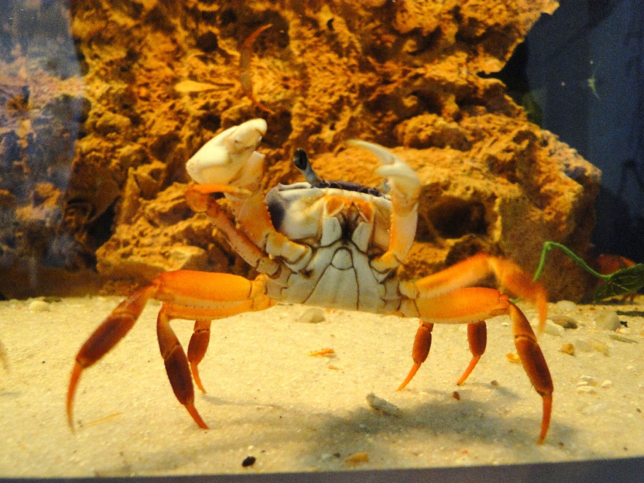 Oceanarium 10