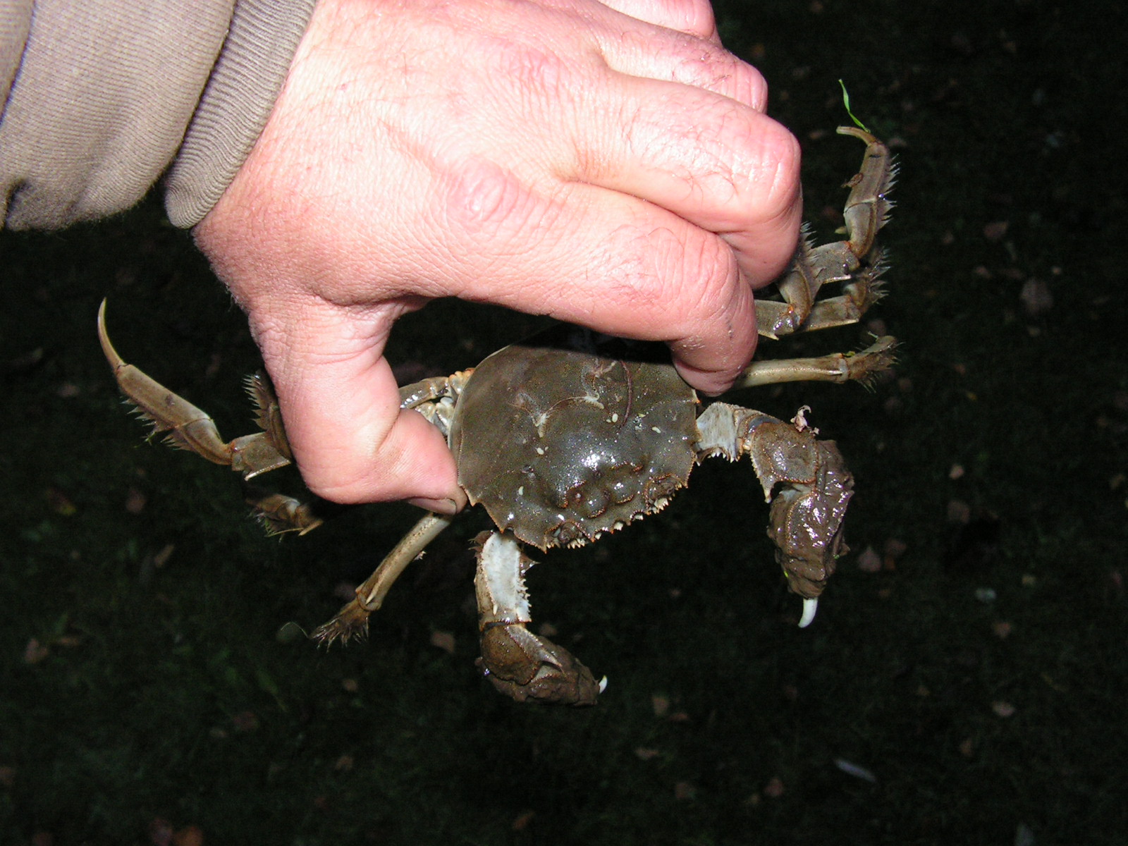 Krab wełnistoręki odzyskuje wolność, ale do Chin daleko.