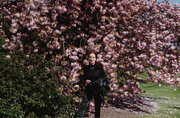 2009 - Basia tonie w magnoliach