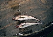 Mintaj - Ryba poławiana przez nasze floty rybackie na Morzu Beringa I Ochockim