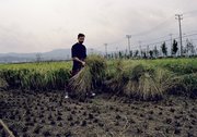 Na polach ryżowych w przerwie rejsowej