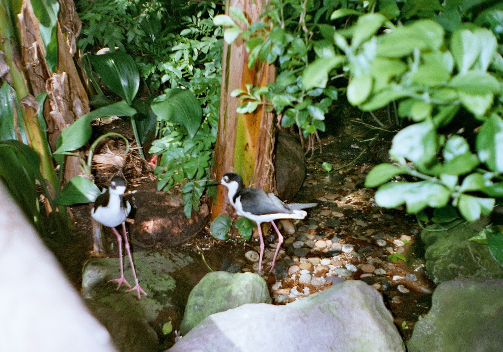 Palmiarnia