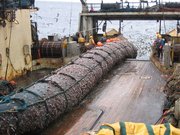 Chłopaki się cieszą, ponad 40 ton kalmara, będzie kasa - łowiska Nowej Zelandii, 2006