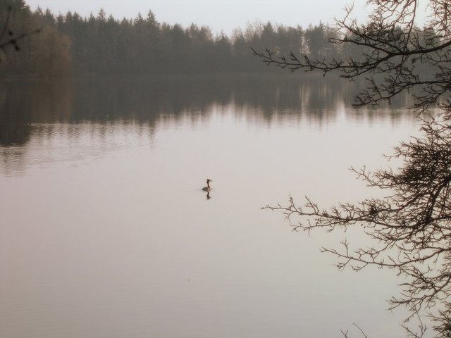 Perkoz na jeziorze