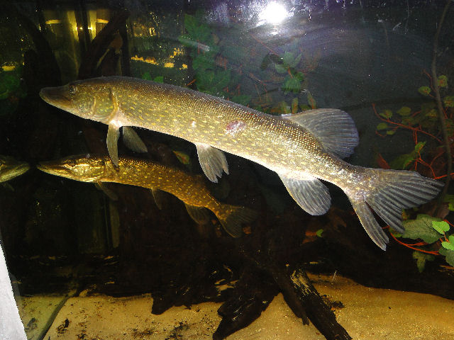 Oceanarium w Międzyzdrojach