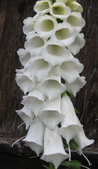 Naparstnica 1