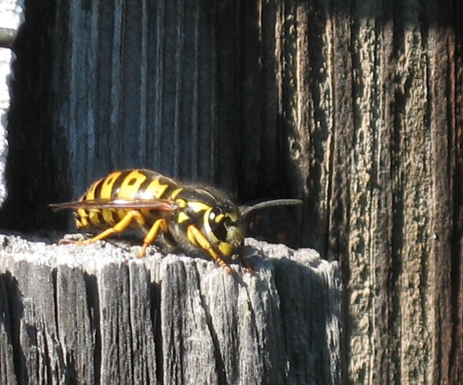 Szerszeń 1
