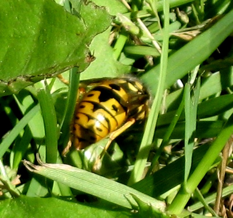 Szerszeń 3