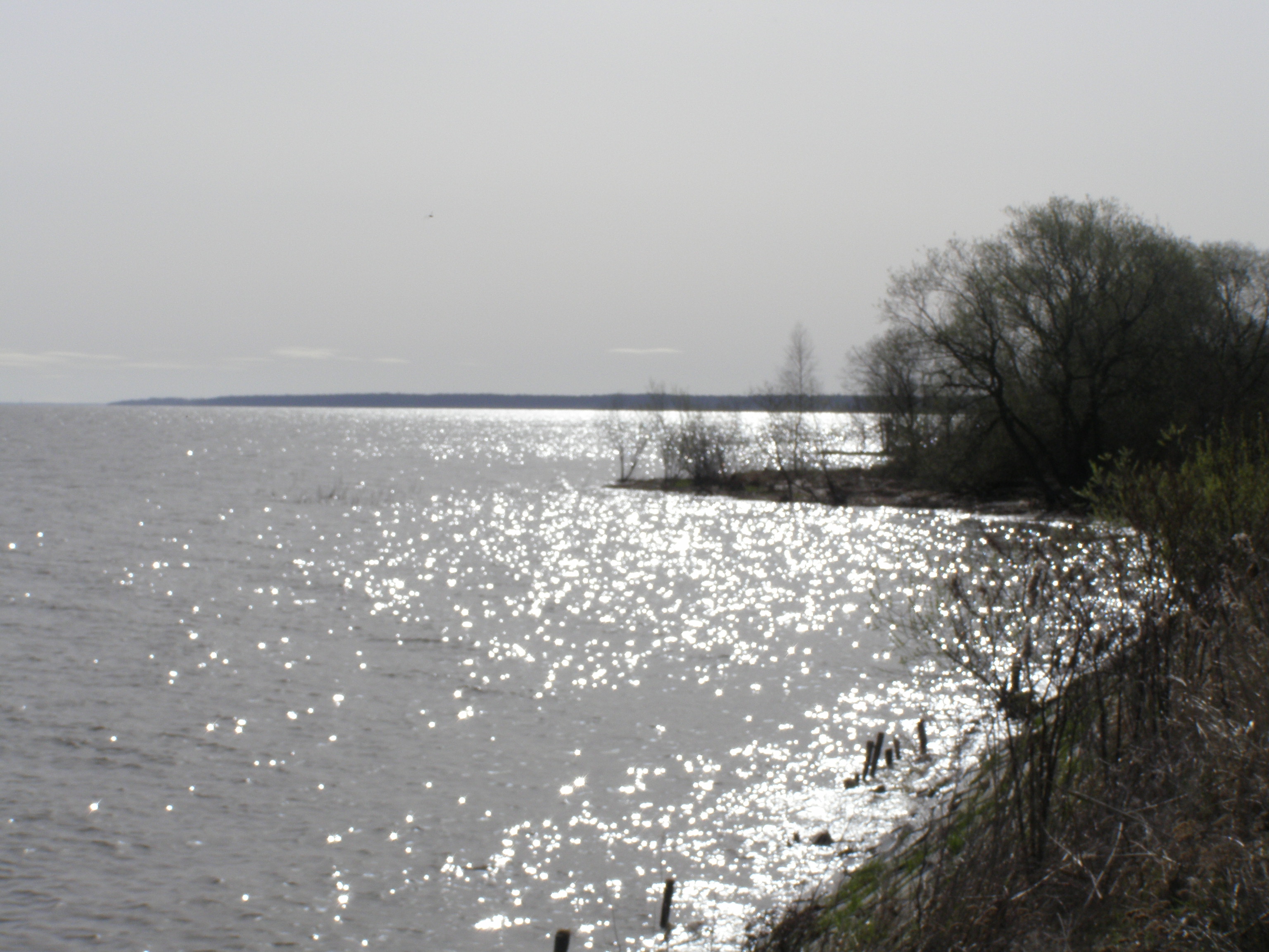 Brzeg Zalewu Szczecińskiego (1)