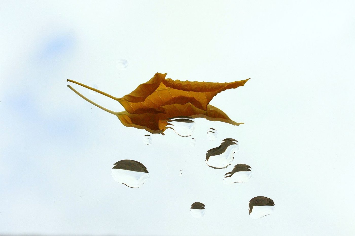fot. Adam Konieczny