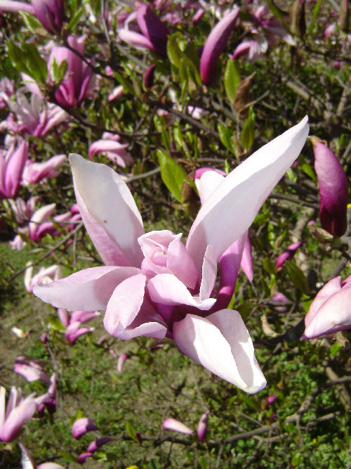 magnolie 001.JPG